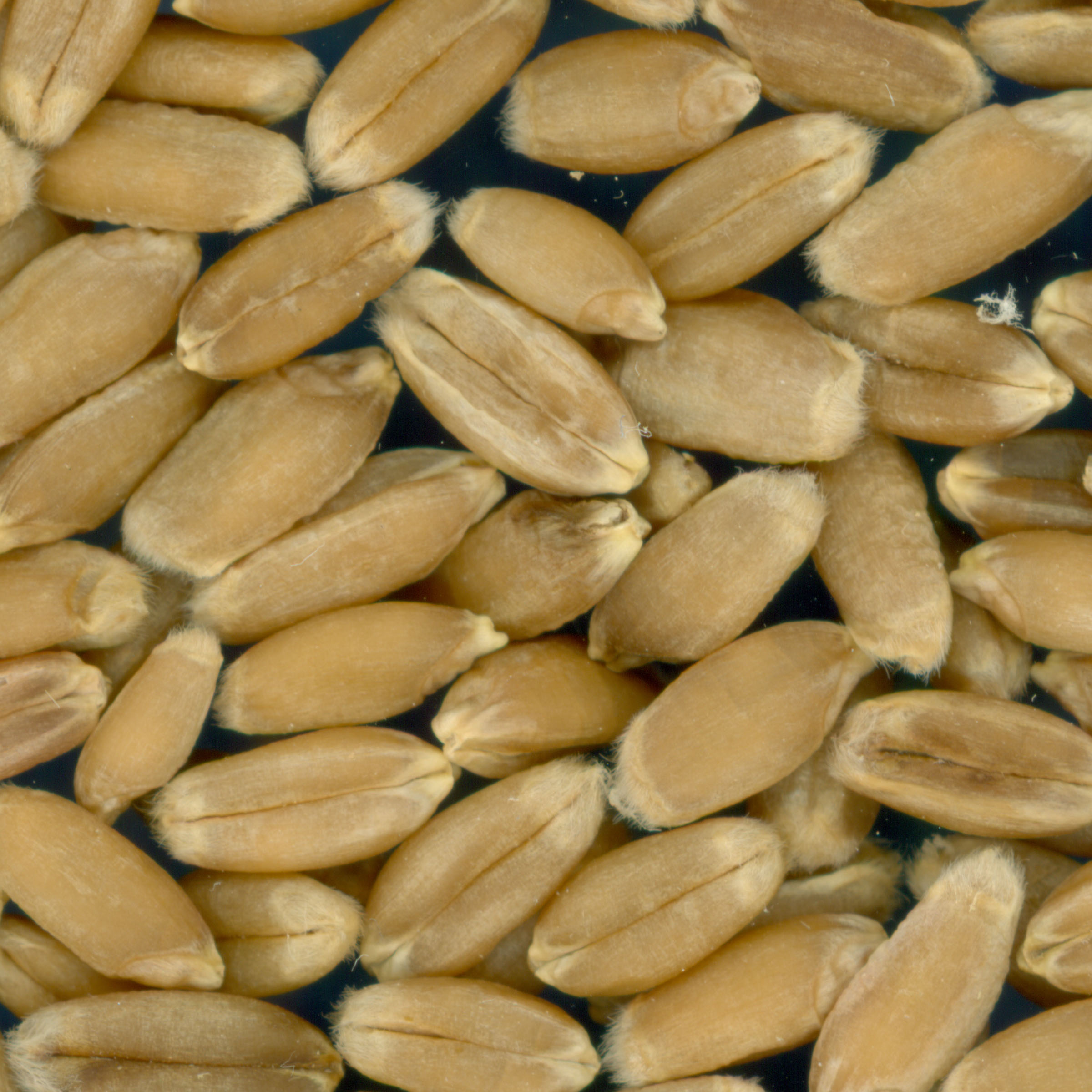 Click for 2 image(s) for this accession. KERNELS